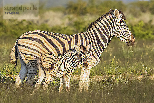 Africa  Namibia  Etosha National Park  burchell's zebras  Equus quagga burchelli  mother and young animal