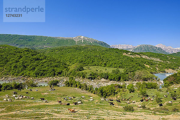 Albania  Nemercka mountains  Gjirokaster  Vjose river  goat herd