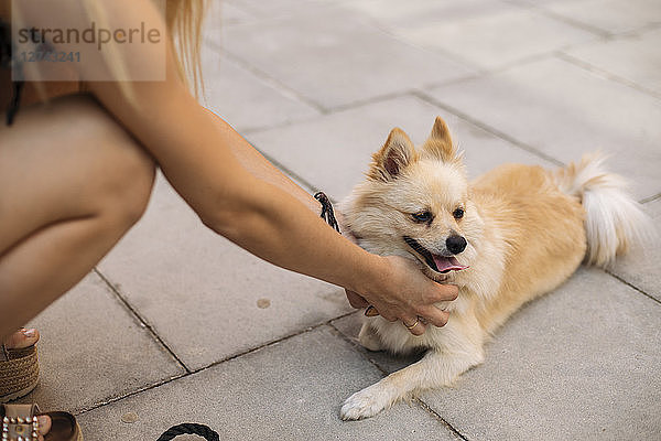 Hands of a young woman  caressing a dog