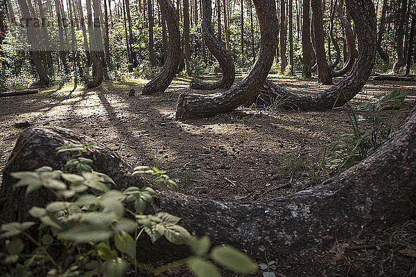 Poland  Nowe Czarnowo  Crooked Forest
