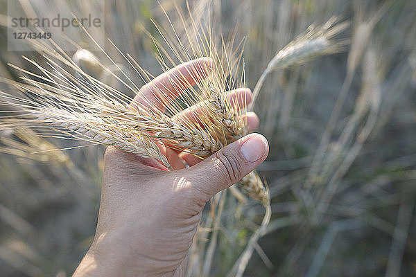 Woman's hand touching wheat ears