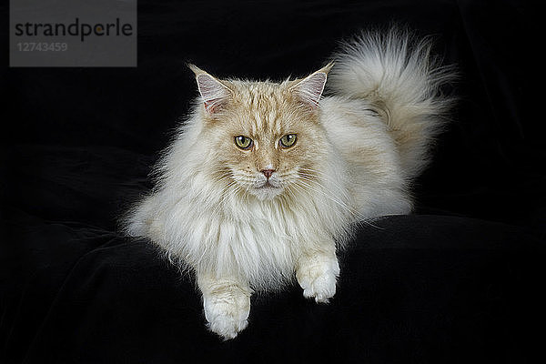 Maine Coon lying in front of black background