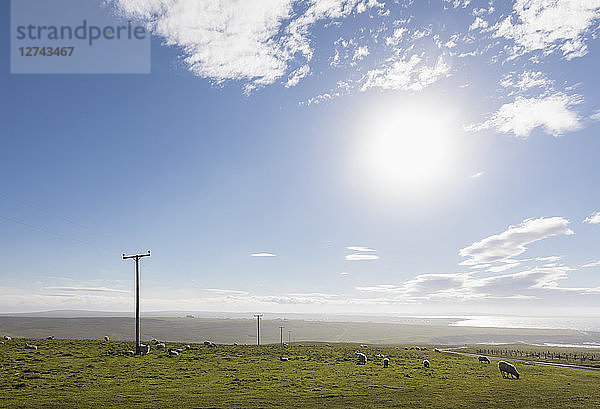 UK  Scotland  Caithness  Coast of Duncansby Head  sheep on pasture