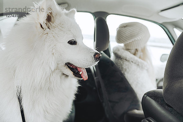 White dog in car with owner in the background