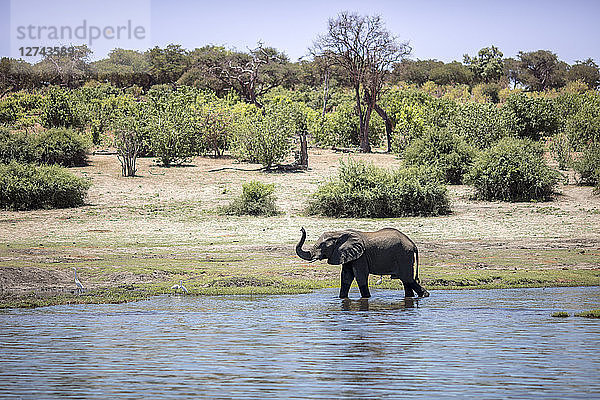 Botswana  Chobe elephant in water