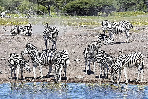 Africa  Namibia  Etosha National Park  burchell's zebras  Equus quagga burchelli  at Chudop waterhole