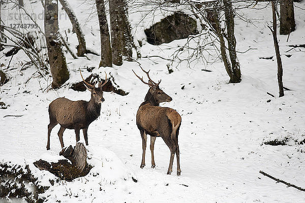 Germany  Berchtesgaden  two red stags in winter