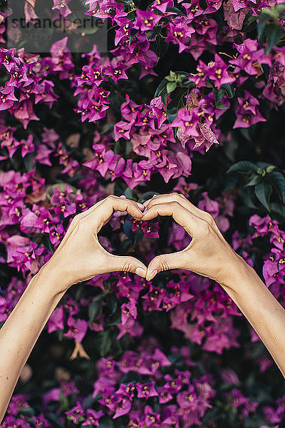 Woman's hands shaping heart in front of pink blossoms