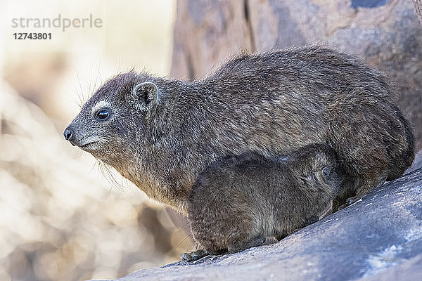 Namibia  Keetmanshoop  Rock dassie  Procavia capensis  mother and young animal  lactating