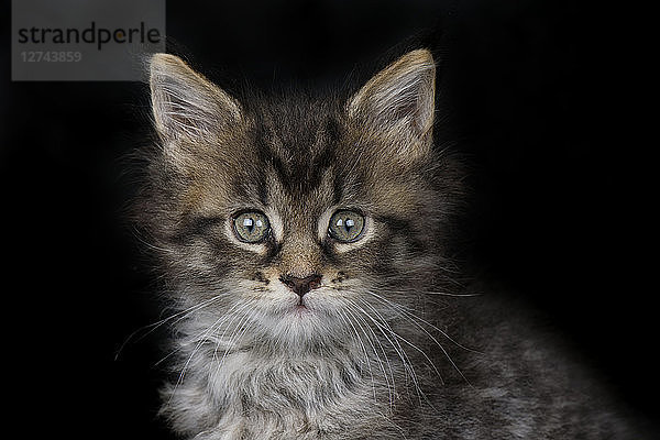 Portrait of Maine Coon kitten in front of black background