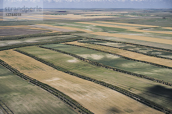 USA  Farm fields with tree beauty strips in Western Nebraska
