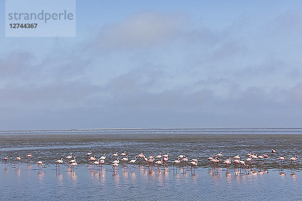 Namibia  Walvis Bay  flock of American flamingos and Lesser flamingos