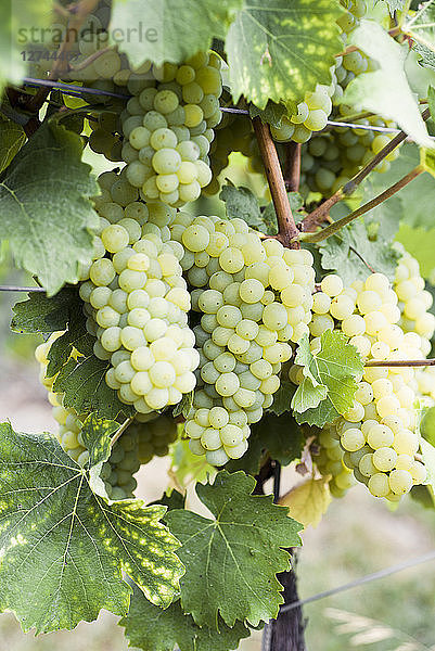 Green grapes on vine stock