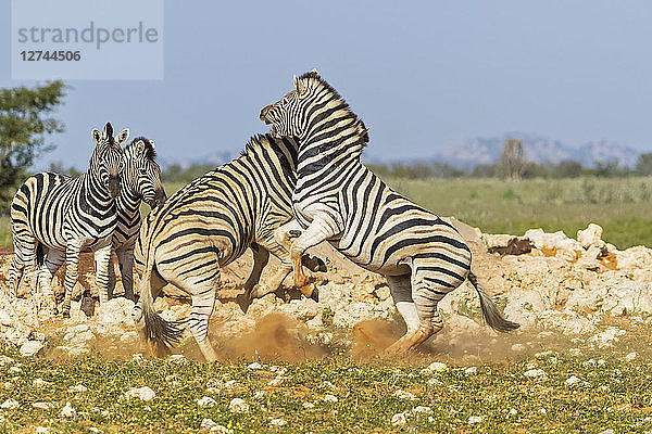 Africa  Namibia  Etosha National Park  burchell's zebras  Equus quagga burchelli  fighting