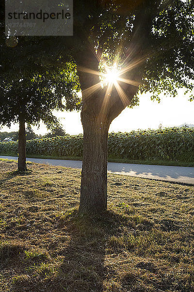 Tree at road  sunflower field against the evening sun