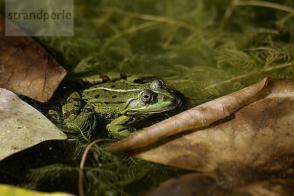 Pool frog in water