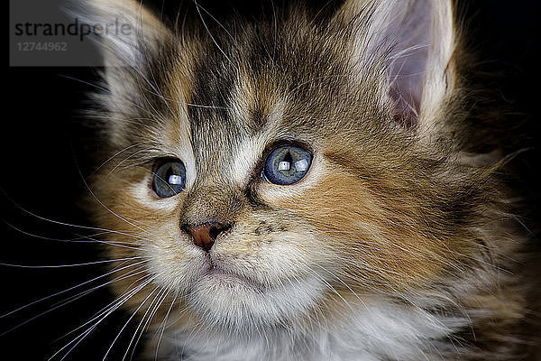 Portrait of Maine Coon kitten