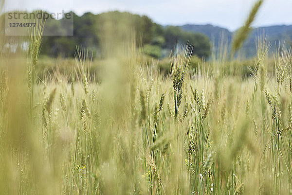 Spain  Menorca  barley field in spring