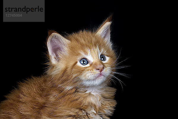 Ginger Maine Coon kitten in front of black background