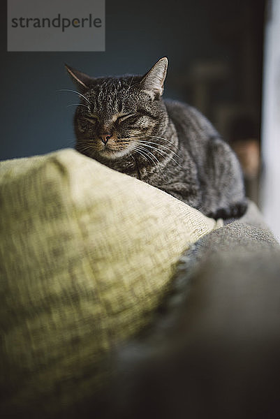Cat sleeping on the top of a couch