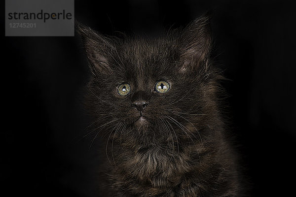 Black Maine Coon kitten in front of black background