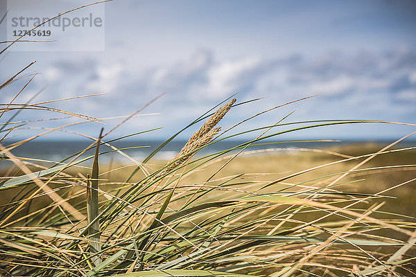 Dünen  Sylt  Schleswig-Holstein  Deutschland  Europa