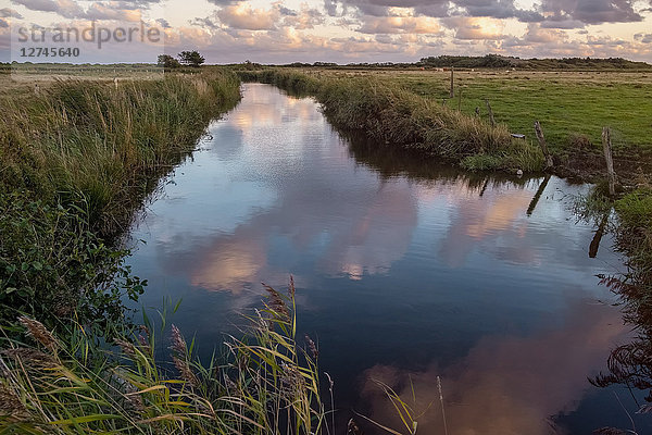 Weideland  Sylt  Schleswig-Holstein  Deutschland  Europa