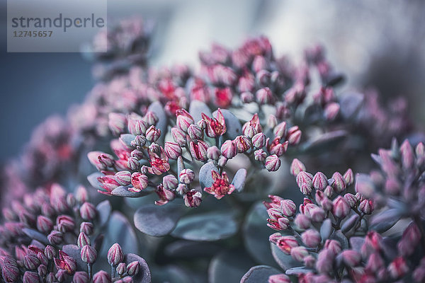 Sedum cauticola