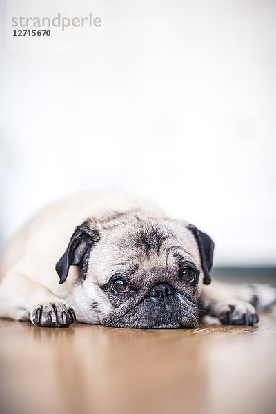 Pu-Hund auf dem Boden liegend