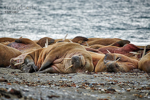 Walross  Odobenus rosmarus  Svalbard  Norwegen  Europa