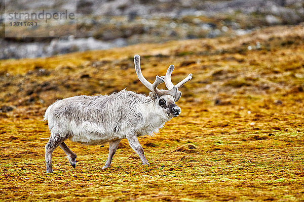 Spitzbergen-Rentier  Rangifer tarandus platyrhynchus  Svalbard  Norwegen  Europa