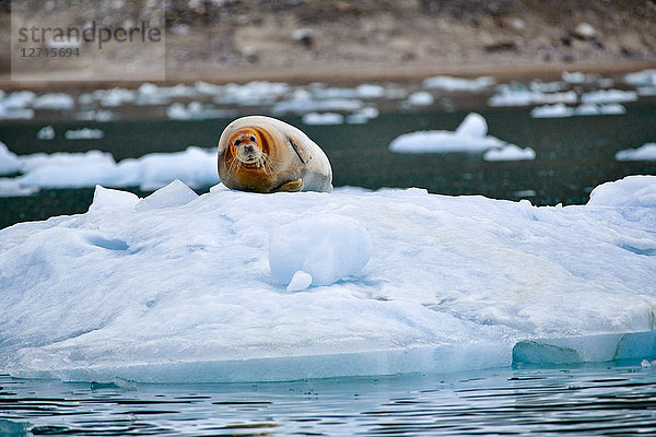 Bartrobbe  Erignathus barbatus  auf einer Eisscholle  Svalbard  Norwegen  Europa