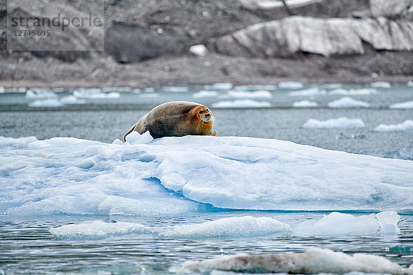 Bartrobbe  Erignathus barbatus  auf einer Eisscholle  Svalbard  Norwegen  Europa