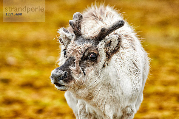 Spitzbergen-Rentier  Rangifer tarandus platyrhynchus  Svalbard  Norwegen  Europa