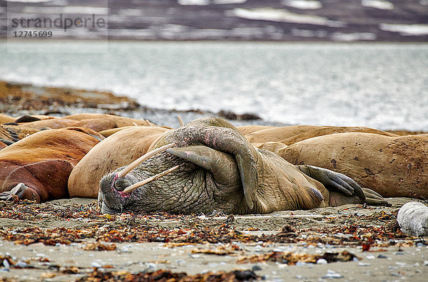 Walross  Odobenus rosmarus  Svalbard  Norwegen  Europa