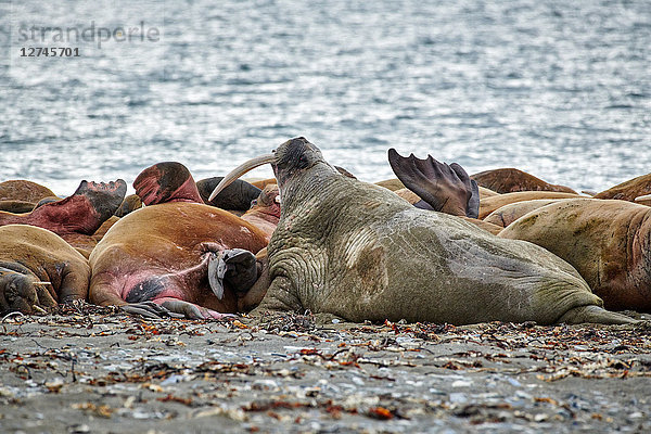 Walross  Odobenus rosmarus  Svalbard  Norwegen  Europa