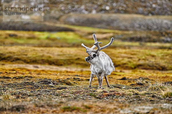 Spitzbergen-Rentier  Rangifer tarandus platyrhynchus  Svalbard  Norwegen  Europa