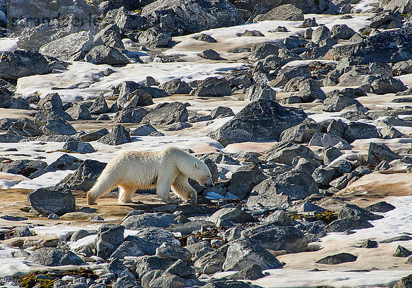 Eisbär  Ursus maritimus  Svalbard  Norwegen  Europa