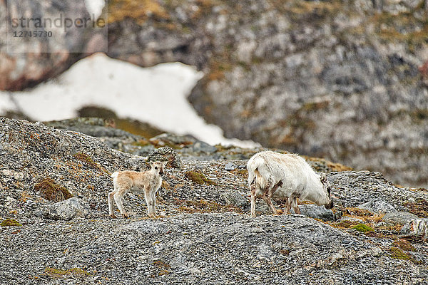 Spitzbergen-Rentier  Rangifer tarandus platyrhynchus  Svalbard  Norwegen  Europa