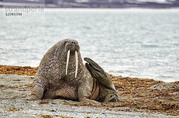 Walross  Odobenus rosmarus  Svalbard  Norwegen  Europa