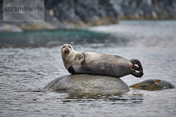 Seehund  Phoca vitulina  Svalbard  Norwegen  Europa