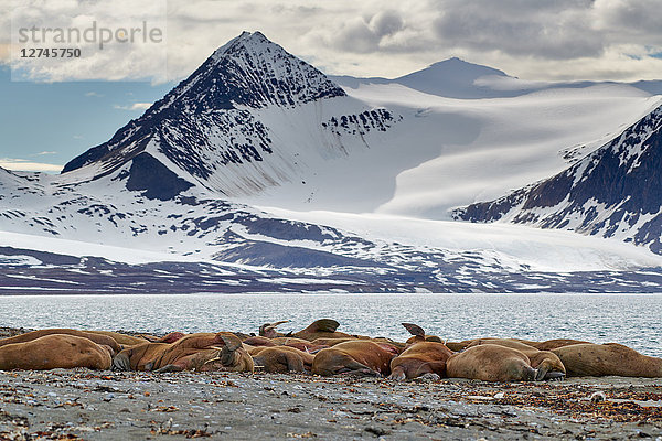 Walross  Odobenus rosmarus  Svalbard  Norwegen  Europa