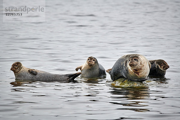 Seehunde  Phoca vitulina  Svalbard  Norwegen  Europa