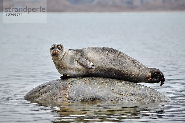 Seehund  Phoca vitulina  Svalbard  Norwegen  Europa