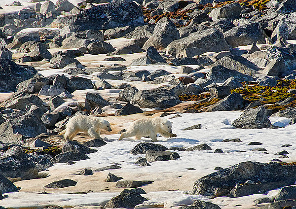 Zwei Eisbärenjunge  Ursus maritimus  Svalbard  Norwegen  Europa
