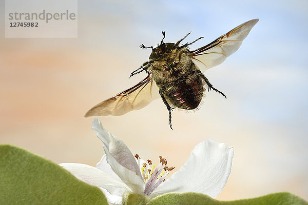 Blumenkäfer  Cetonia aurata