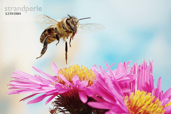 Honigbiene  Apis mellifera