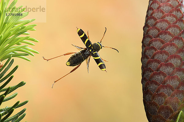 Clytus arietis