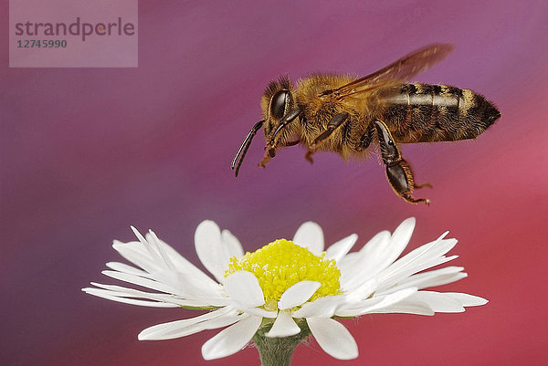 Honigbiene  Apis mellifera