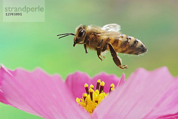 Honigbiene  Apis mellifera